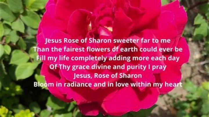 Why is Jesus called the Rose of Sharon?