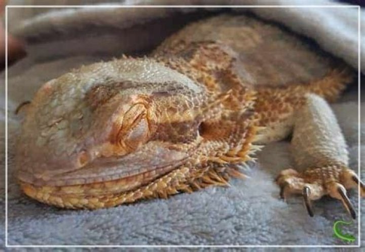 Why is my bearded dragon curled up?