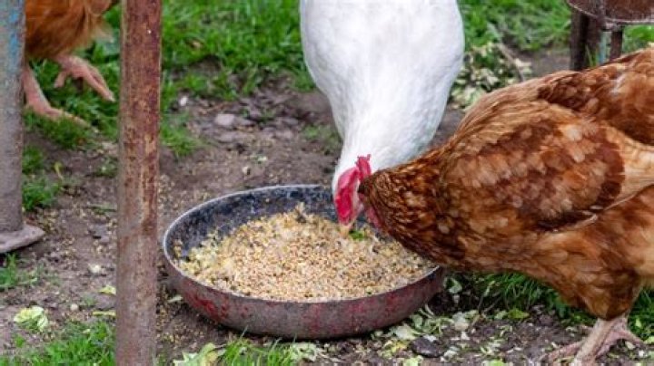 Why is my chicken going in circles?