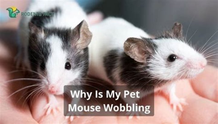 Why is my pet mouse wobbling?