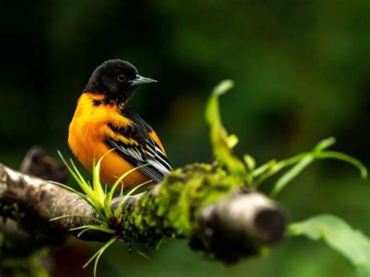 Why is the Oriole The state bird of Maryland?