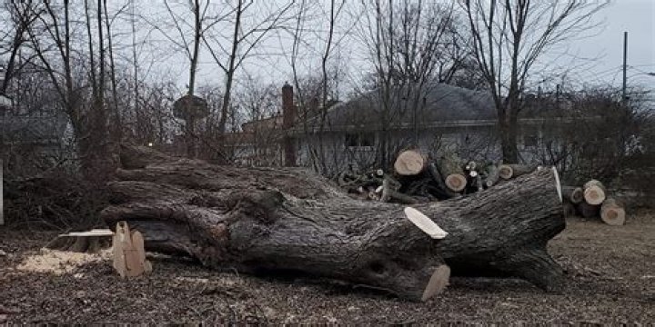 Why should we not cut trees at night?