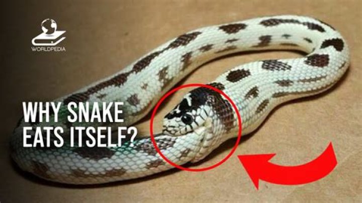 Why would a snake try to eat itself?
