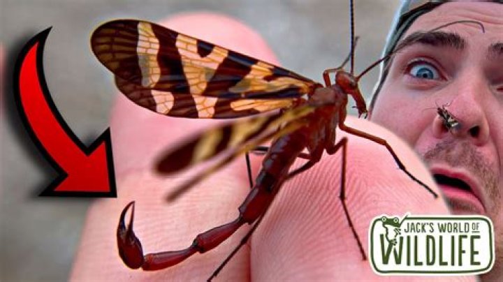 Will a scorpion crawl into my bed?