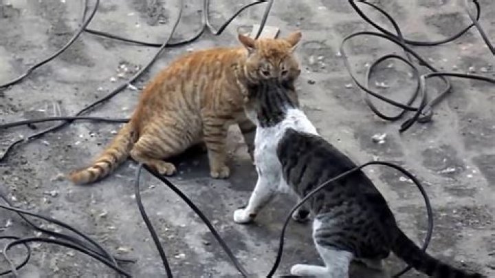 Will cats fight to the death?