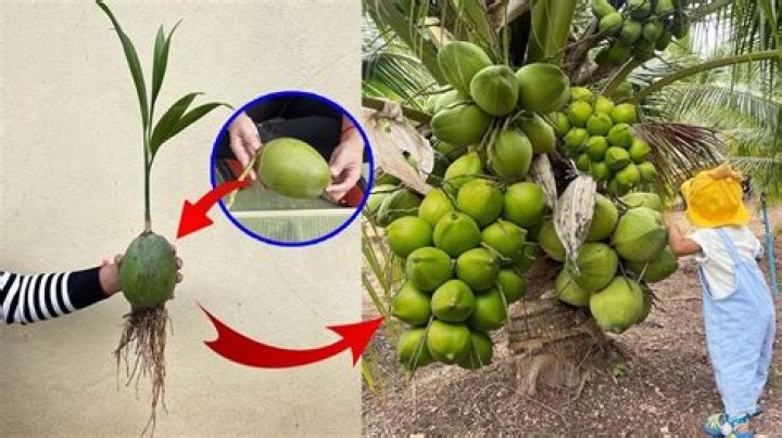Will coconuts grow in sand?