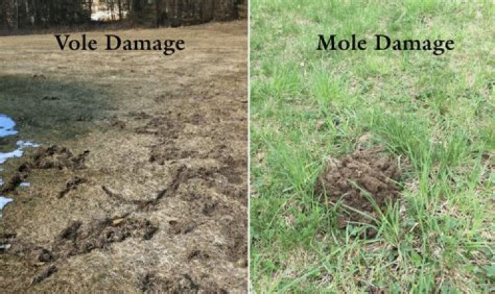 Will moles eventually leave my yard?