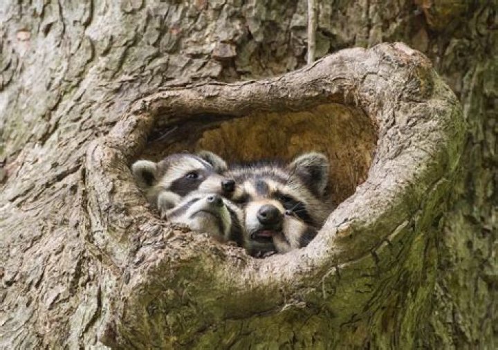 Will red pepper flakes keep raccoons away?