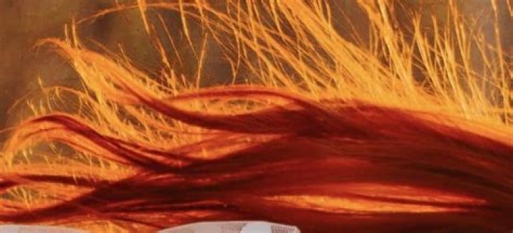 Will redheads go extinct?