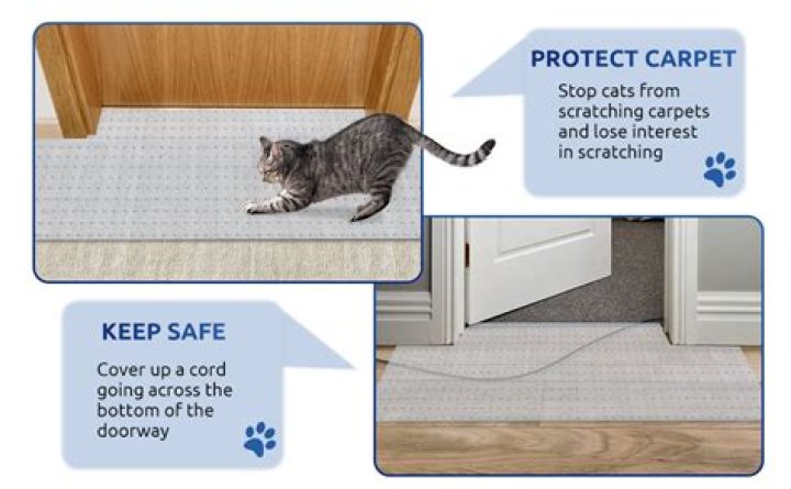 Would a cat protect its owner?